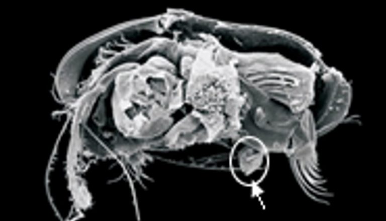 7 Dieren Met De Grootste Piemels - Dierenfun