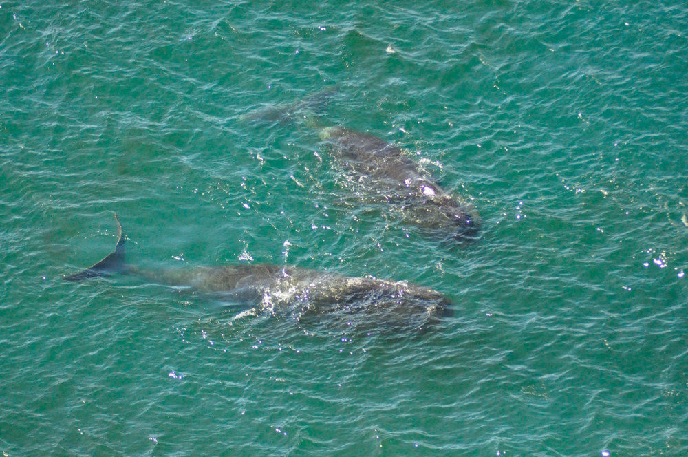 Groenlandse-walvis- Groenlandse walvis