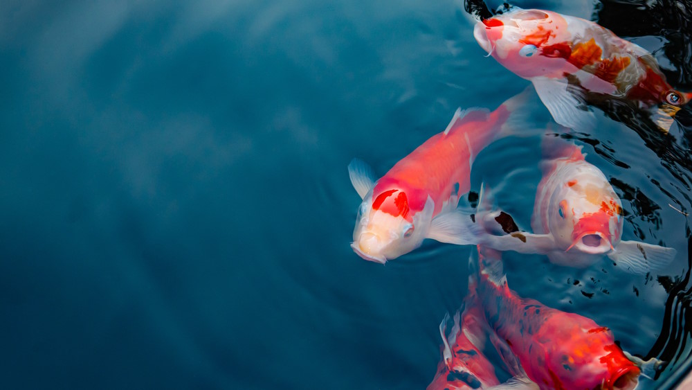 Koi- Koi