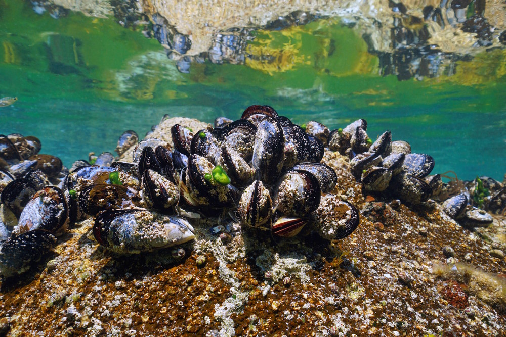 Mossel- Mossel