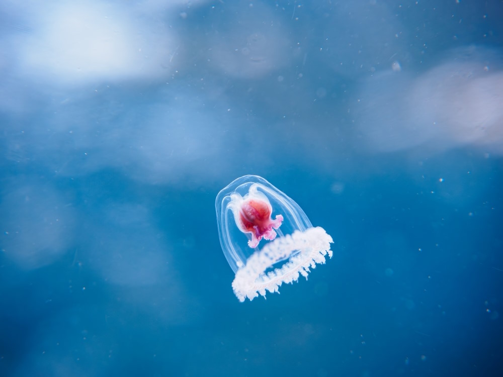 Turritopsis-nutricula Turritopsis nutricula
