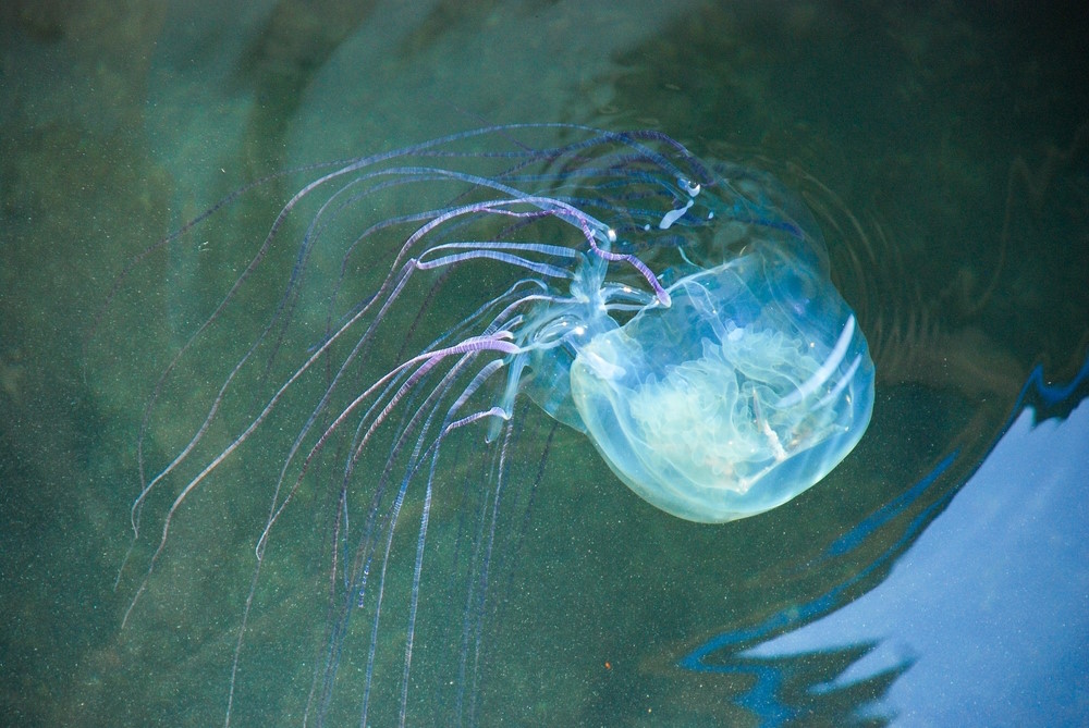 australische zeewesp