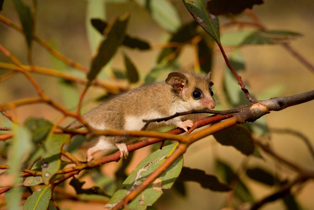 dwergbuidelmuis dwergbuidelmuis