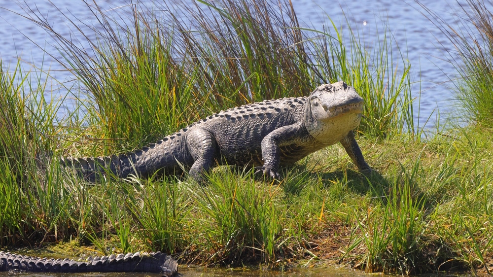 missipialligator missipialligator