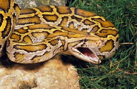enorme tijgerpython in oosterbeek stelt experts voor... 5 Langste slangen ter wereld - Dierenfun