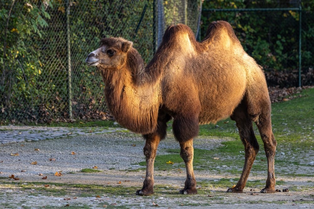 kameel 2
