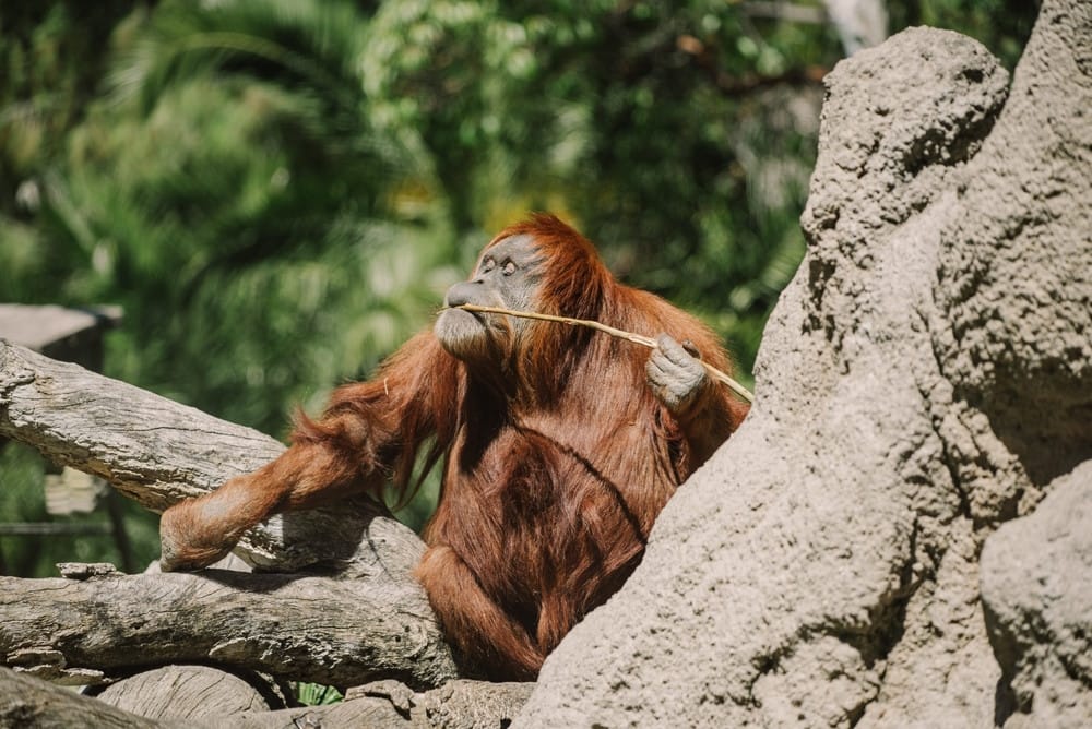 Orang oetan (2)