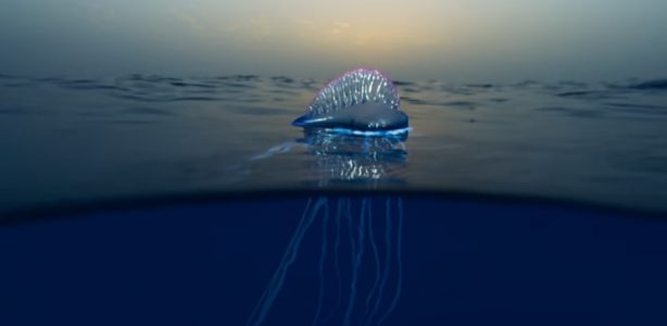 9 Weetjes over het Portugees Oorlogsschip - Dierenfun