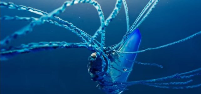 9 Weetjes over het Portugees Oorlogsschip - Dierenfun