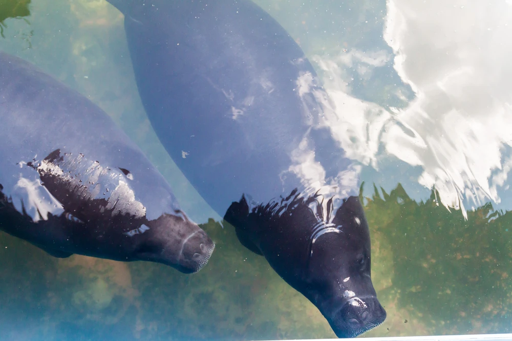 Trichechus inunguis Trichechus inunguis