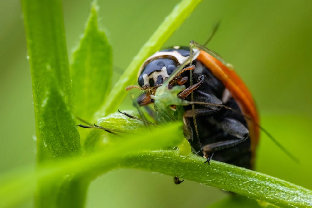 lieveheersbeestje eet baldluizen