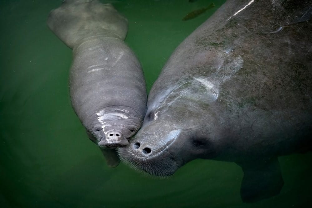 zeekoe met baby