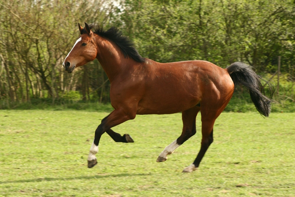 warmbloed warmbloed
