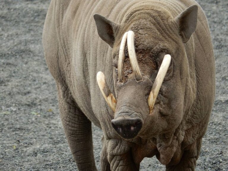 9 Dieren met hele vreemde tanden - Dierenfun