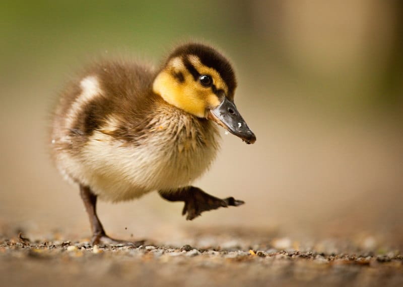 30 Namen Van Jonge baby Dieren Met Foto s Dierenfun
