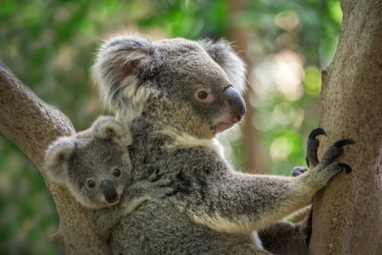 Koala - 14 Weetjes over deze schattige buideldieren - Dierenfun