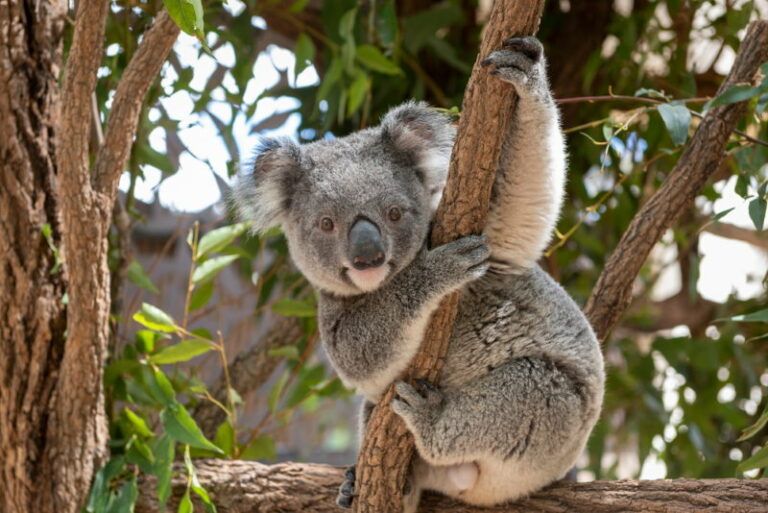 Koala - 14 Weetjes over deze schattige buideldieren - Dierenfun
