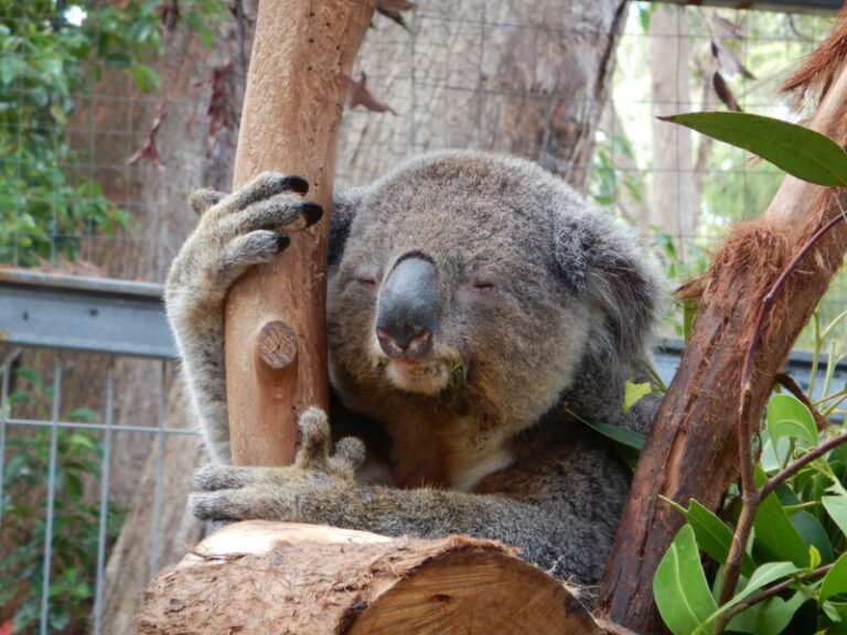 Koala - 14 Weetjes over deze schattige buideldieren - Dierenfun