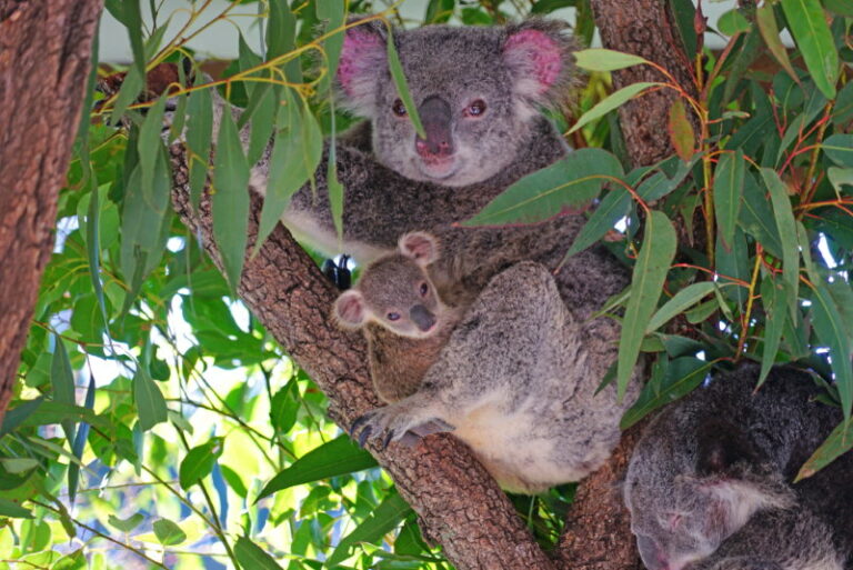 Koala - 14 Weetjes over deze schattige buideldieren - Dierenfun