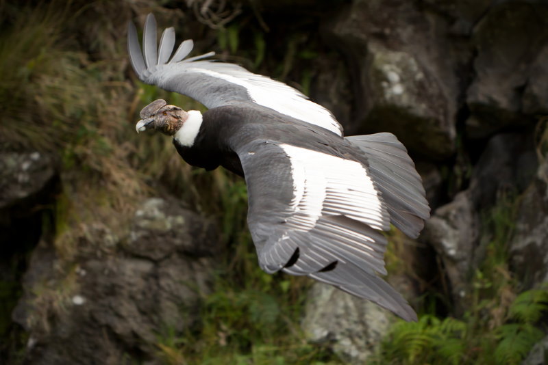 Andescondor Andescondor