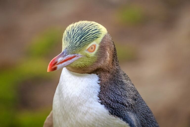 20-prachtige-dieren-die-alleen-op-nieuw-zeeland-voorkomen-dierenfun