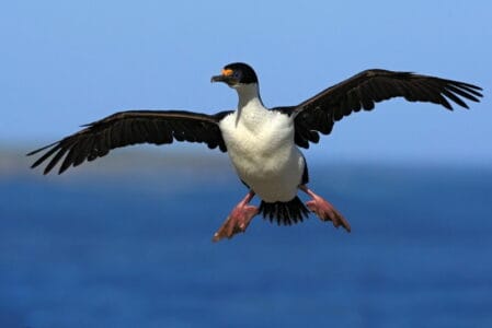 18 Dieren die leven op de Zuidpool (Antarctica) - Dierenfun