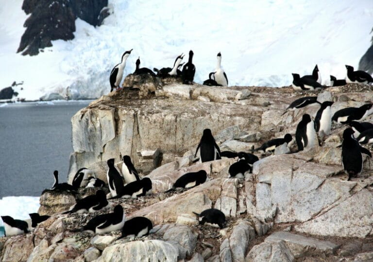 Zuidpool 18 Dieren die leven op de Zuidpool (Antarctica) - Dierenfun