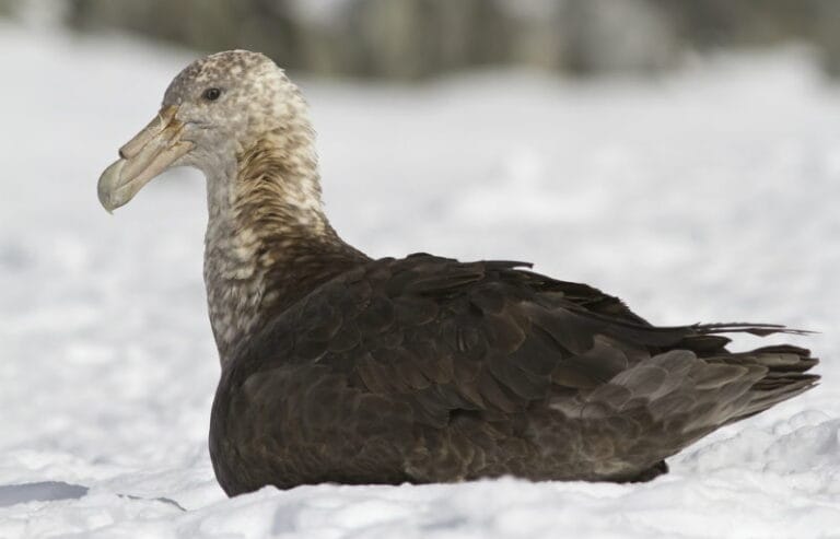 18 Dieren die leven op de Zuidpool (Antarctica) - Dierenfun