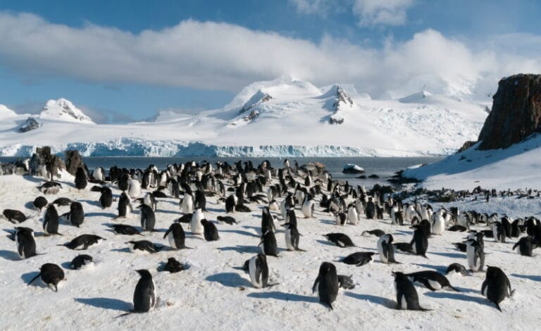 Zuidpool 18 Dieren die leven op de Zuidpool (Antarctica) - Dierenfun