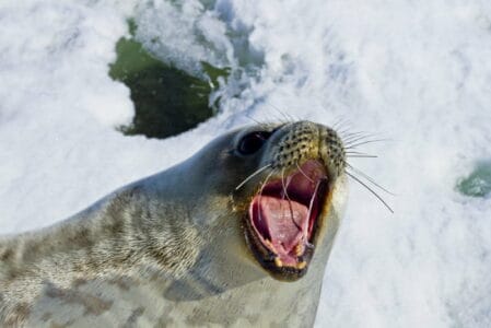 18 Dieren die leven op de Zuidpool (Antarctica) - Dierenfun