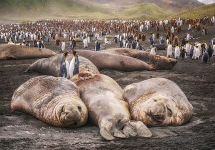 18 Dieren die leven op de Zuidpool (Antarctica) - Dierenfun