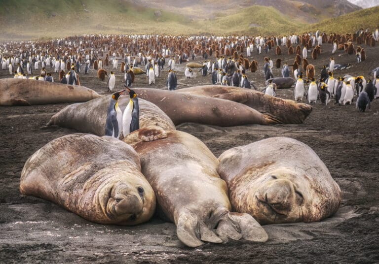 Zuidpool 18 Dieren die leven op de Zuidpool (Antarctica) - Dierenfun