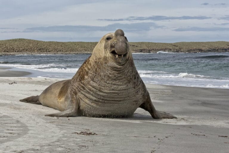 18 Dieren die leven op de Zuidpool (Antarctica) - Dierenfun