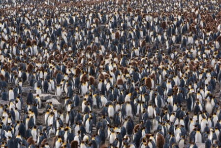 Zuidpool 18 Dieren die leven op de Zuidpool (Antarctica) - Dierenfun