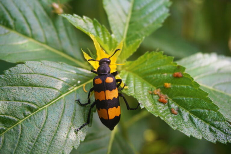 Spaanse Vlieg - 10 Weetjes over het diertje en zijn "liefdesgif