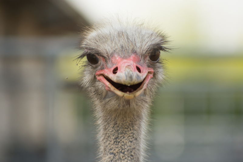 10 Leuke Struisvogel Weetjes – De grootste vogel op aarde struisvogel 7
