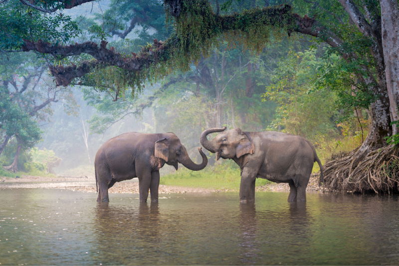 Aziatische olifant