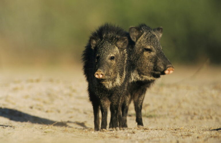 Woestijndieren - 20 Dieren aangepast aan de barre omstandigheden van de