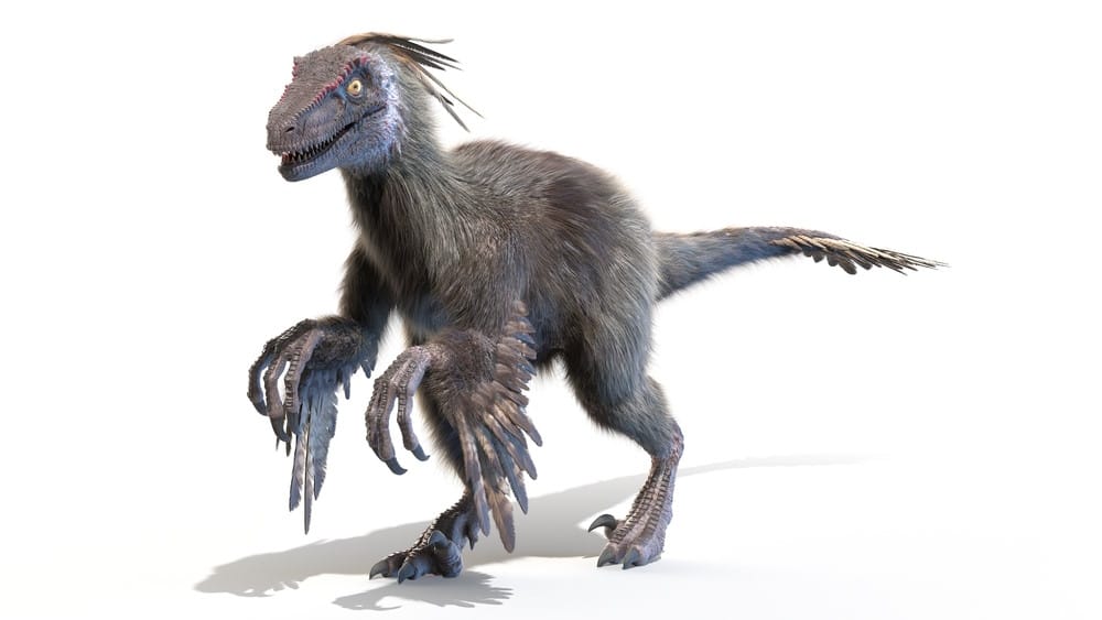 velociraptor veren