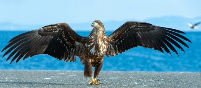 10 Geweldige Dieren die in Noorwegen wonen - Dierenfun