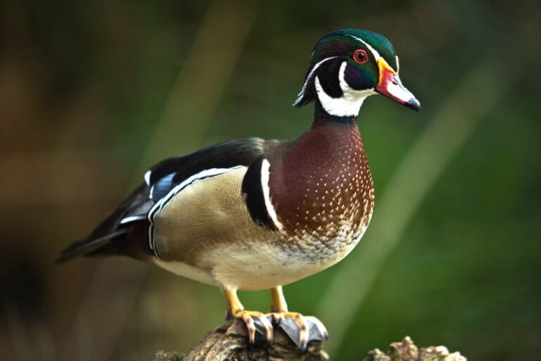 de-ene-eend-is-de-andere-niet-20-bekende-eendensoorten-dierenfun