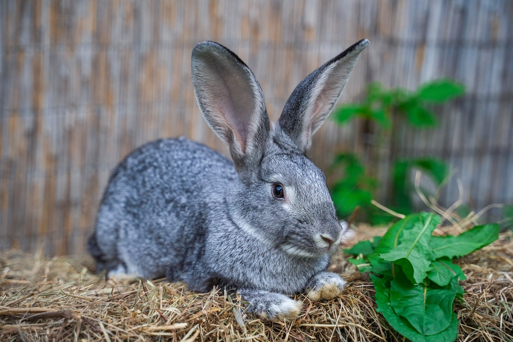 Chinchilla rabbit