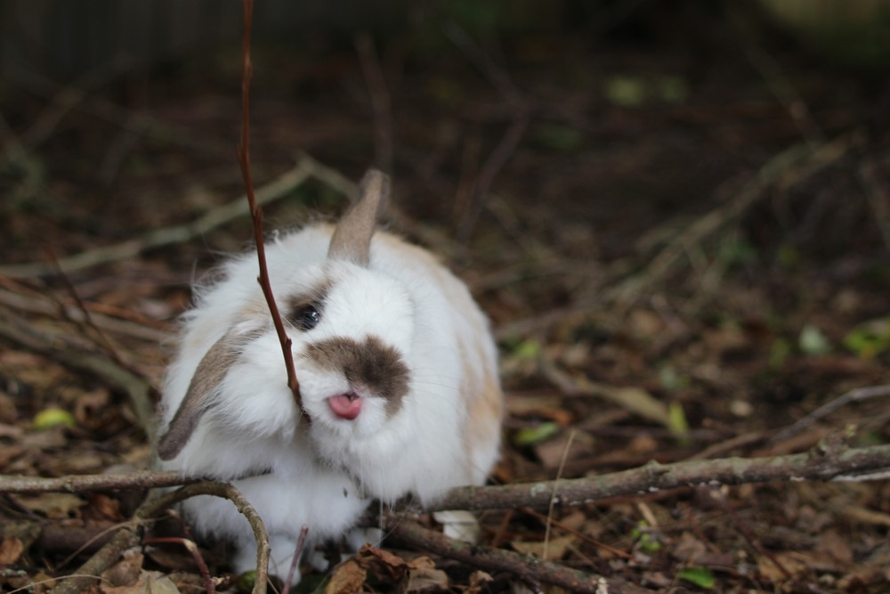 american fuzzy lop american fuzzy lop