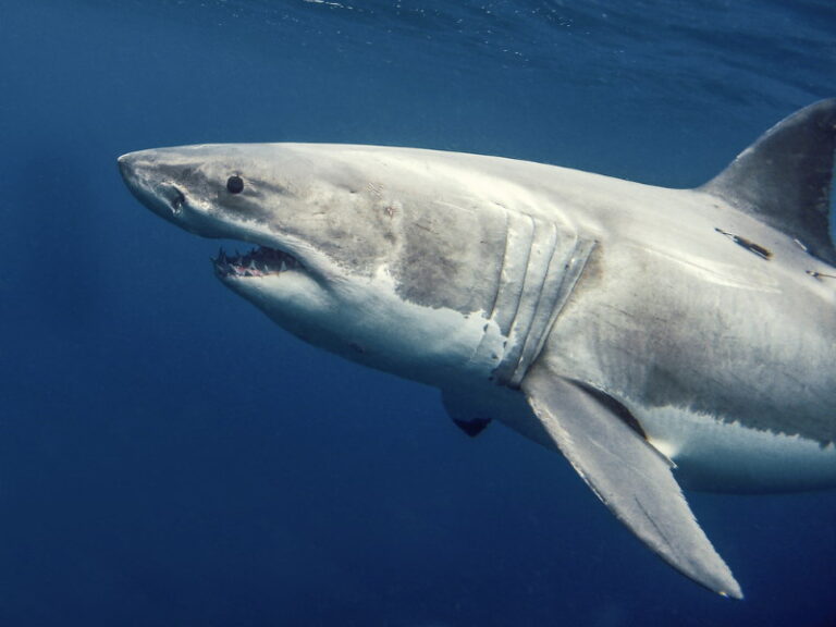 15 Witte Haai Weetjes (Mensenhaai) - Dierenfun