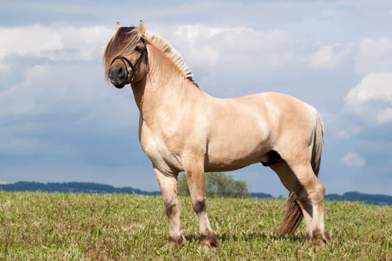 10 Kleinste Paardenrassen In De Wereld Dierenfun 10 Kleinste Paardenrassen In De Wereld Dierenfun
