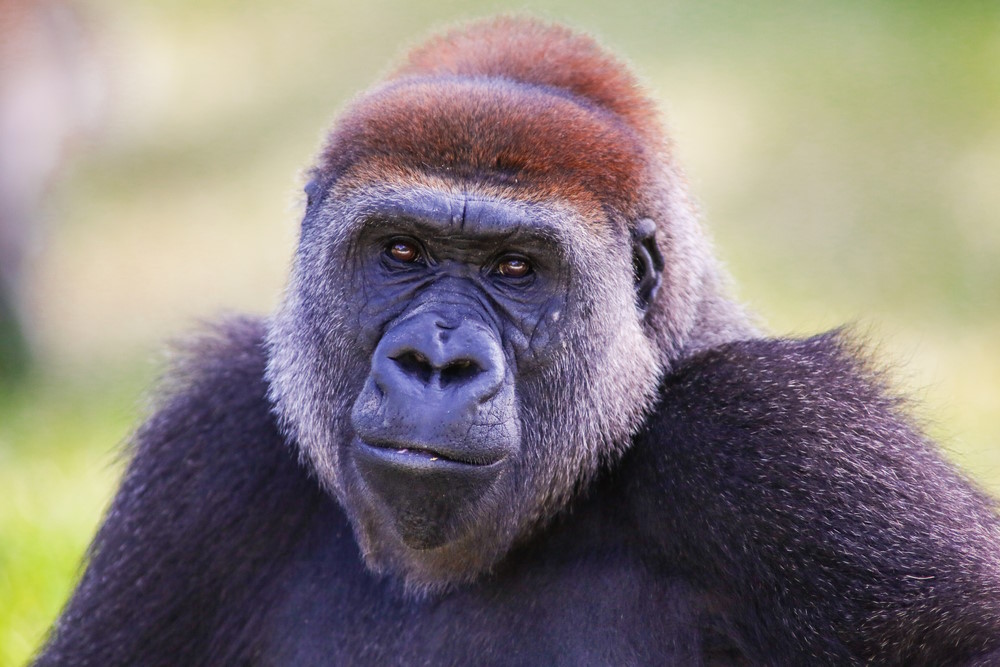 Cross River gorilla