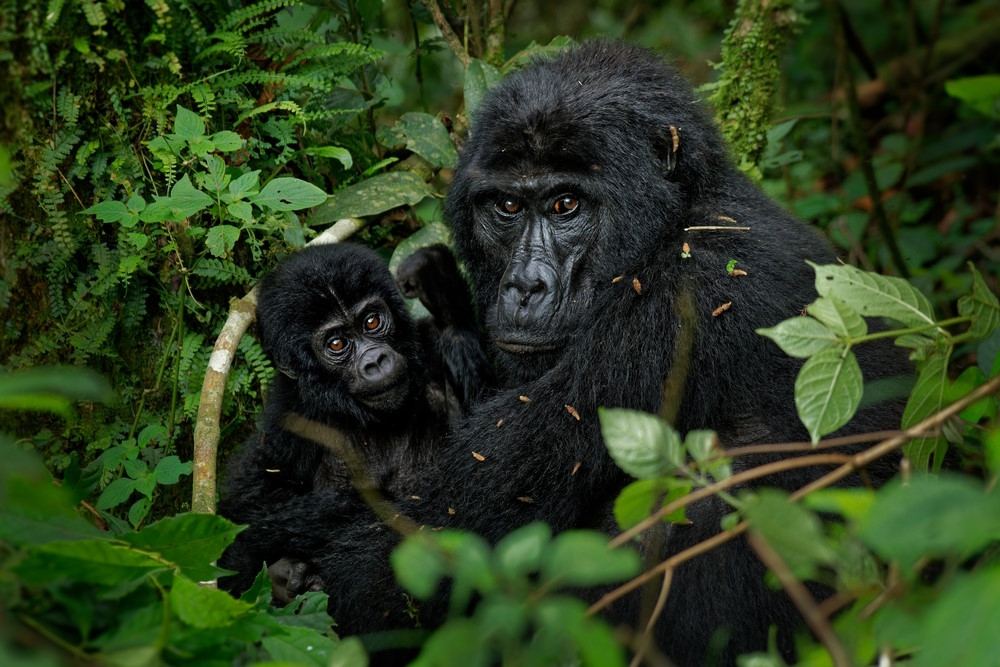 Grauer Gorilla