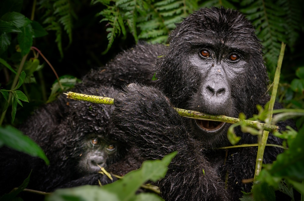oostelijke gorilla