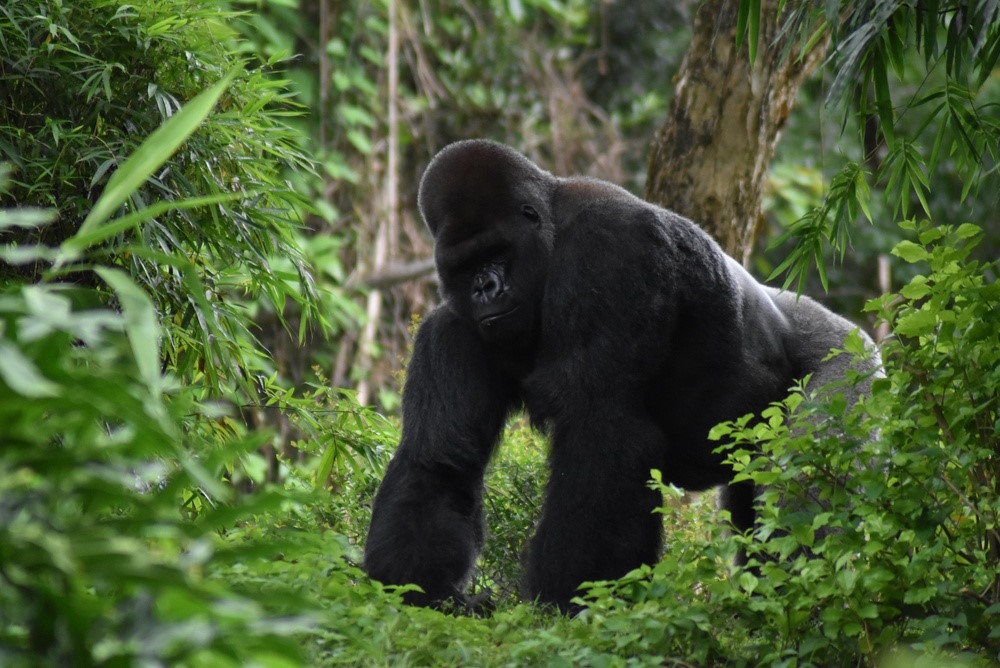 westelijke laaglandgorilla