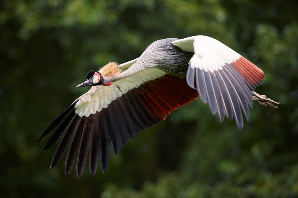 grijze kroonkraanvogel grijze kroonkraanvogel